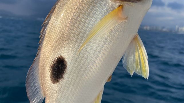 海南三亞45尺豪華專業釣魚艇包船4小時出海海釣【自帶探魚器+20年以上釣齡船長+含魚竿魚餌】