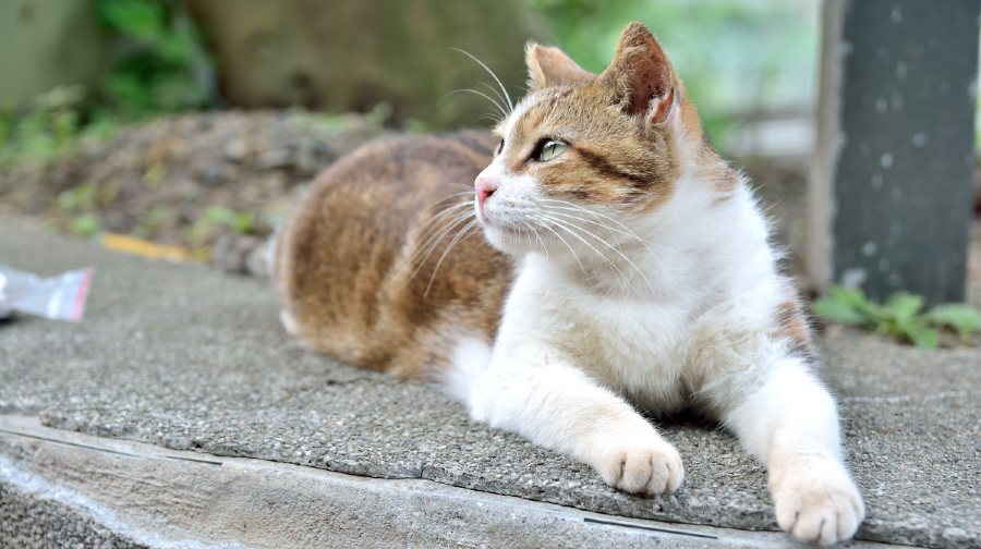 台北猴硐貓村+十分瀑布公園+十分老街+九份老街一日遊
