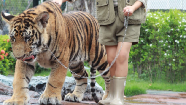 สวนสิงโตสวนสัตว์อยุธยา