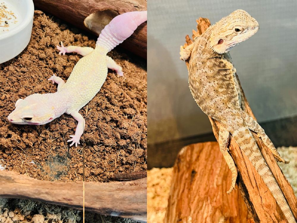 豹紋守宮與鬆獅蜥於木質棲息環境中近距離互動體驗