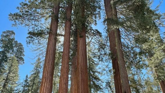 美國洛杉磯來回帝王峽谷或美洲杉/紅杉樹可-12H包車精選