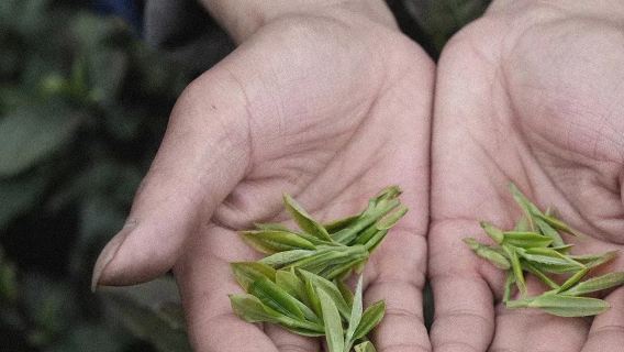 English Guide: Hangzhou West Lake Scenic Area|Hiking in Longjing Village Tea Plantations + Tea Picking and Frying Experience + Tasting Shifeng Longjing Tea