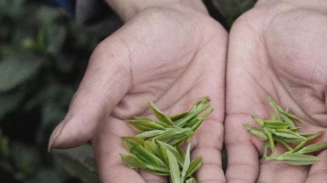 杭州西湖風景區|龍井村茶園徒步+採茶炒茶體驗+品獅峰龍井茶