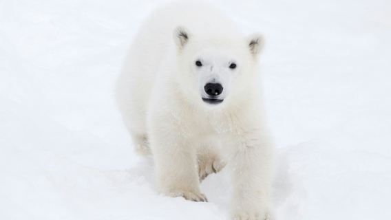 Ranua Wildlife Park: Guided Tour + Hotel Transfer