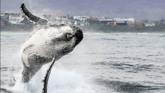 Chuyến tham khứ hồi ngắm cá voi khứ hồi từ Cape Town + Du thuyền Big Five