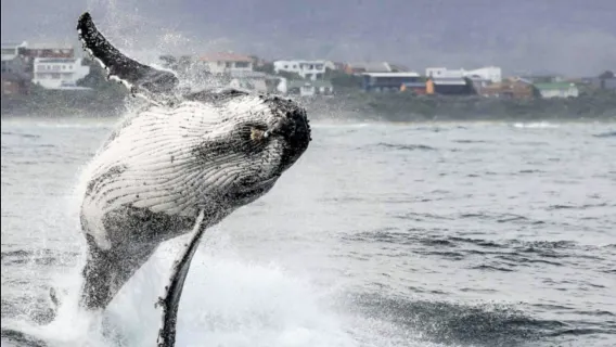 Whale Round-trip+ Big Five from Cape Town