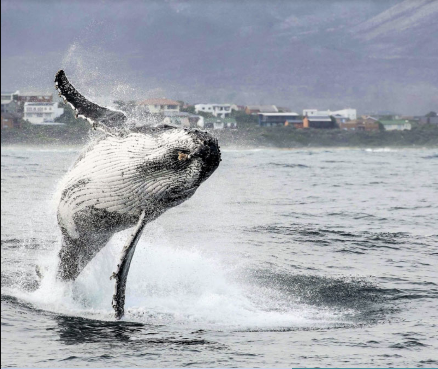 Round-trip Whale Watching and Marine Big Five Tour from Cape Town