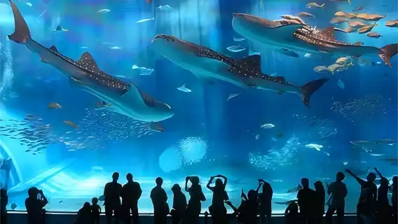 沖繩北萬座毛美麗海水族館美國村一日遊【1人成團含門票含午餐】