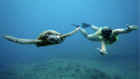 TOUR LẶN BIỂN NGẮM RÙA TẠI HẺM NÚI WAIKIKI KÉO DÀI 2.5 GIỜ KÈM DU THUYỀN