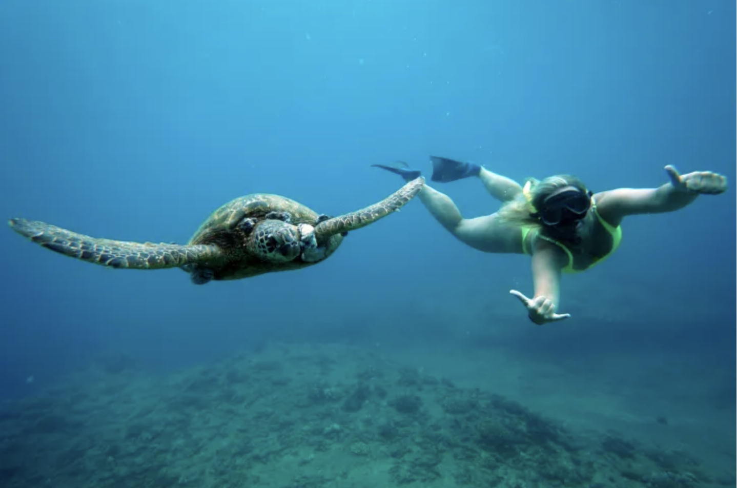 2.5-HOURS WAIKIKI TURTLE CANYON SNORKELING TOUR WITH CRUISE