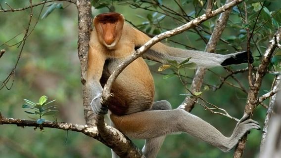 Semporna: Proboscis Monkey & Firefly Cruise with Dinner