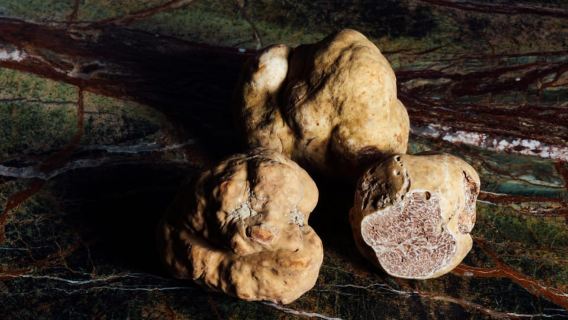 Alba: Caza de Trufas con Catas de Queso, Trufas y Vino