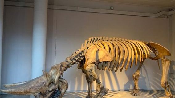 London: Familienfreundliche Tour durch das Natural History Museum