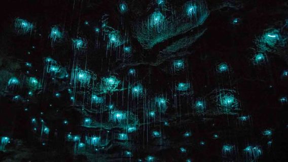 Rotorua: viaggio di sola andata ad Auckland via Hobbiton e Waitomo