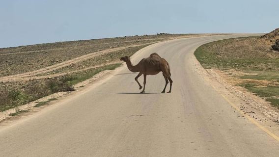 Punti salienti di Salalah: tour di Wadi Darbat, grotta di Taqah e baobab