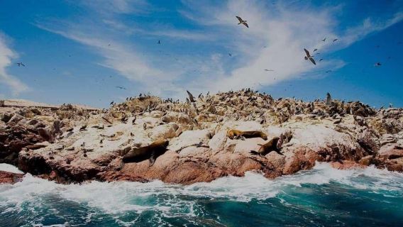 Escursione: Isole Ballestas e Riserva Nazionale di Paracas