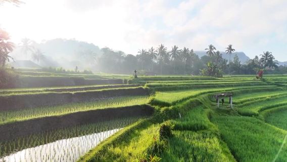 Sidemen rice terraces trek and local village walk