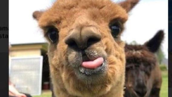 Visita guidata di Machu Picchu da Aguas Calientes