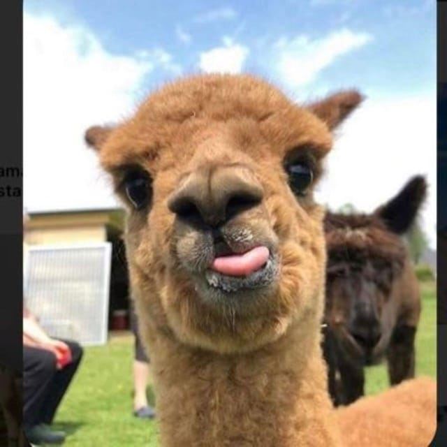Visita guidata di Machu Picchu da Aguas Calientes