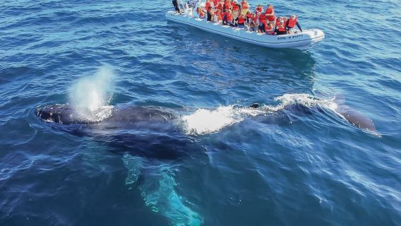 Cabo San Lucas: 2-Hour Whale Watching Adventure