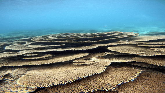 5-Inseln-Schnellboot mit Schnorcheln, Meeresschildkröten + Mittagessen und Getränke