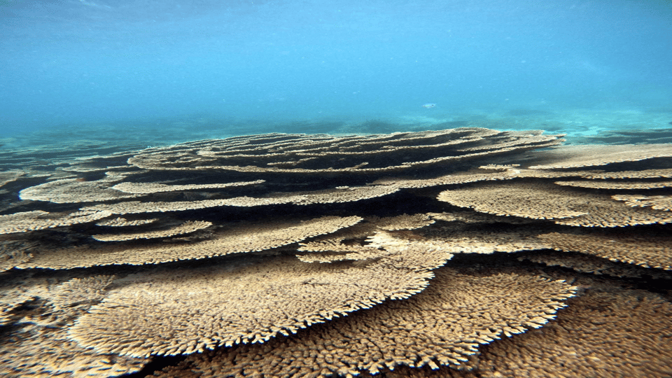 5-Inseln-Schnellboot mit Schnorcheln, Meeresschildkröten + Mittagessen und Getränke