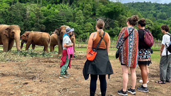 Visita mattutina di mezza giornata al Santuario Elephant Nature Park