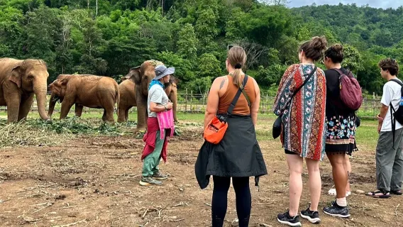 Visita matutina de medio día al Santuario Elephant Nature Park