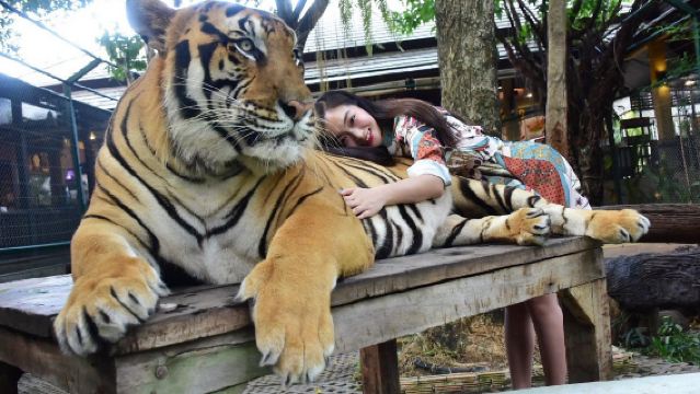 Chiang Mai Namtok Bua Tong-Nam Phu Chet Si National Park + Tiger Kingdom + Elephant Poo Poo Park (Private Charter with Chinese-Speaking Driver)