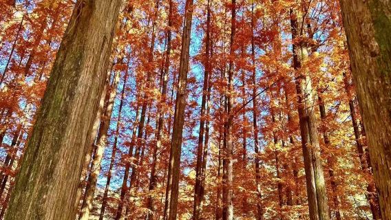 首爾出發大田一日遊：長泰山聖心堂與尤庵史蹟公園中文包車之旅