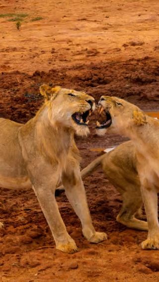 Mombasa/Mtwapa/Diani/Tiwi Departure: Tsavo East National Park Tour in Kenya
