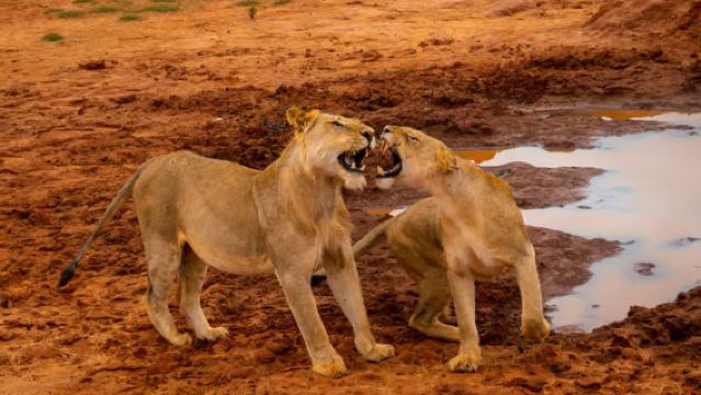 ケニア・モンバサ/ムトワパ/ディアニ/ティウィ発 トサボ・イースト国立公園ツアー