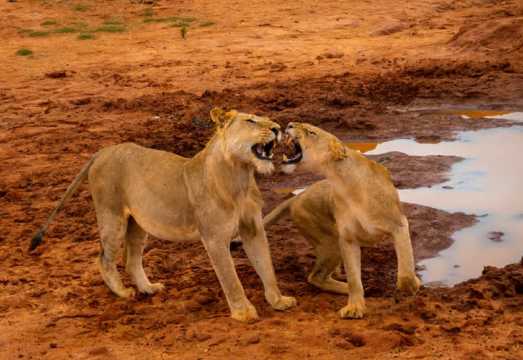 Mombasa/Mtwapa/Diani/Tiwi Departure: Tsavo East National Park Tour in Kenya