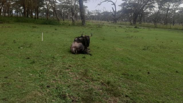 Naivasha: Lago Naivasha e Parco Nazionale Hell's Gate