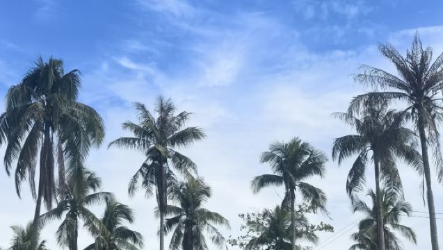 沙巴海龜苑紅樹林一日遊-中文導遊