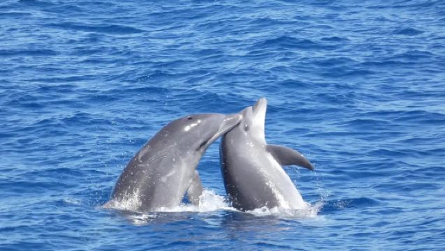 ลอส คริสเตียนนอส | ประสบการณ์การล่องเรือชมปลาวาฬและโลมาแบบไม่ไล่ตาม