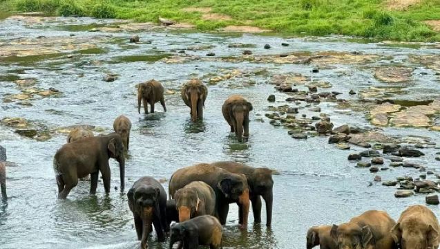 Colombo, Sri Lanka: tour giornaliero in noleggio con conducente esclusivo all'Orfanotrofio degli Elefanti e alla Roccia del Leone con servizio di andata e ritorno e trasferimento porta a porta