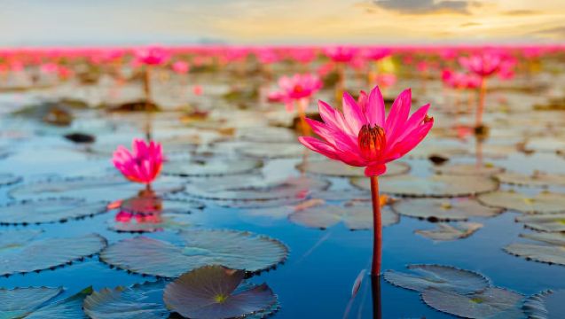 Half-day sunrise viewing tour on Red Lotus Lake in Udon Thani