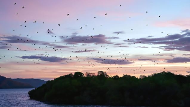 Departing from Labuan Bajo: 3-island hopping + open deck boat + sunset snorkeling + bat cave spectacle