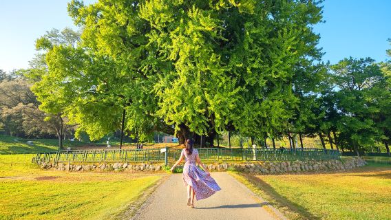 [서울 출발] 원주 반계리 은행나무 + 케이블카 일일 투어