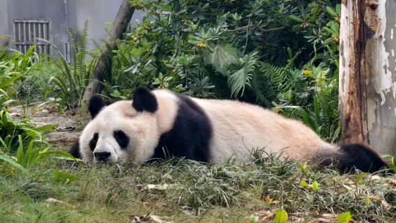 Chengdu: Tour de un día al Gran Buda de Leshan y la Base de Pandas - Grupo privado