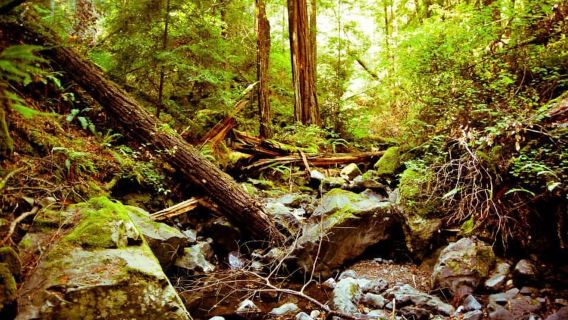 San Francisco: City Tour & Muir Woods, Half or Full Day