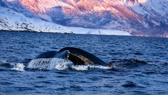 Tromsø: Skjervøy RIB Whale Watching Tour
