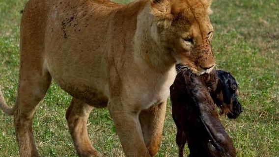 Wildlife Wonders migration private Expedition