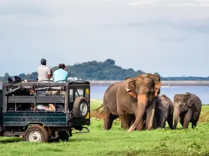 Minneriya Elephant Safari wth Sigiriya & Dambulla Cave Temples Full Day Tour