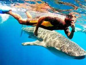 Whale Shark Swimming Expedition only from Playa del Carmen
