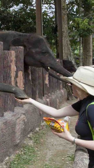 Kuala Gandah Elephants, Deerland & Magical Fireflies Tour – Shared or Private Option 