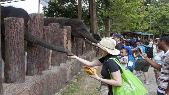 Kuala Gandah Elephants, Deerland & Magical Fireflies Tour – Shared or Private Option