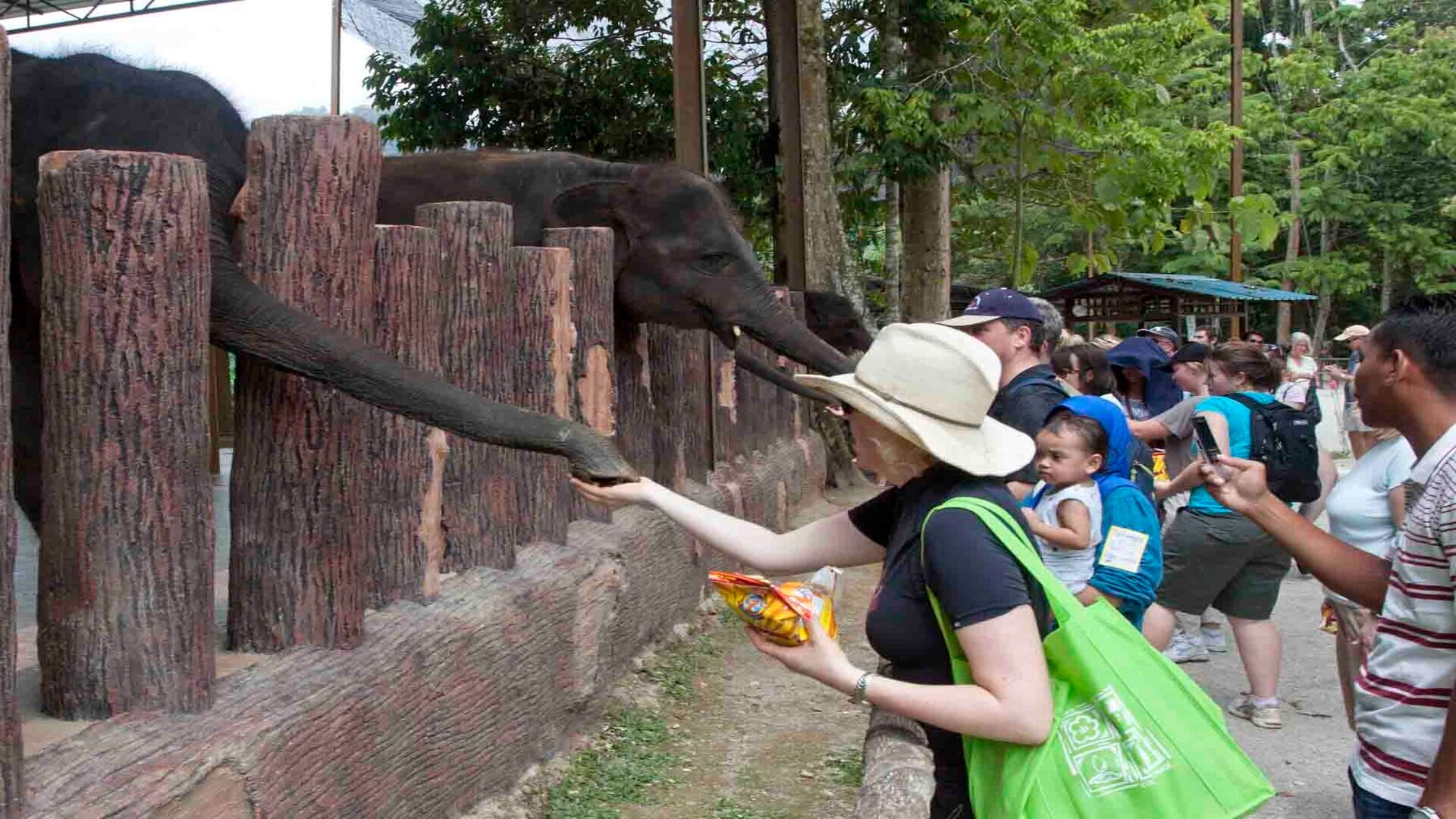 Kuala Gandah Elephants, Deerland & Magical Fireflies Tour – Shared or Private Option