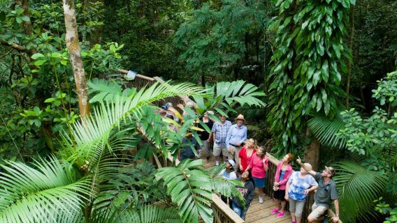 Ganztagestour durch Daintree und Cape Tribulation
